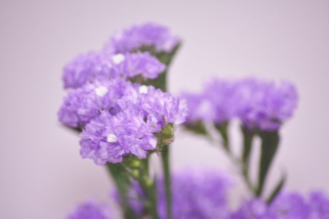 プレゼントとして最適な「スターチス」の花言葉とは?ドライフラワーにも適した人気のお花
