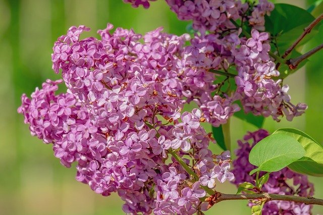 「ライラック」とはどんな花？その花言葉は？幸せになれると伝わるハッピーライラックとは一体何？？