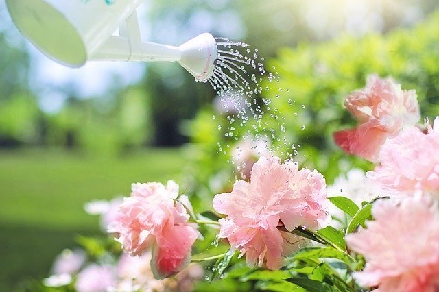 春に咲くのは桜やチューリップだけじゃない!美しく咲く春の花をご紹介
