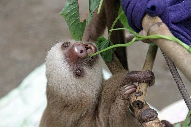 ナマケモノをペットにしたい！飼い方から性格、値段など気になる情報を総まとめ！