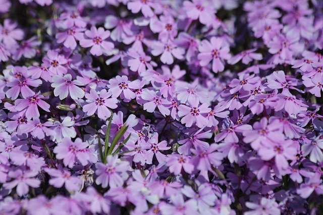 芝桜の花言葉とは?地面いっぱいに咲くかわいらしい姿から付けられたその花言葉をご紹介!!