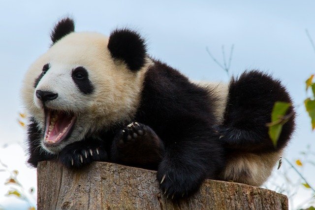 動物園に行ったらぜひ会いたい！「世界三大珍獣」と呼ばれる動物をご紹介！