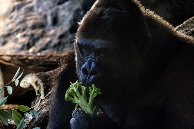 【衝撃の事実】野生のゴリラはバナナを食べない！というか周りにバナナがない！