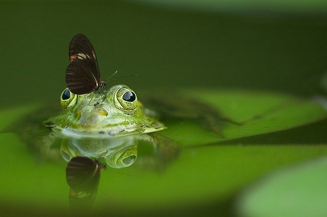 ペットに人気の爬虫類ベスト6！よくなついて飼いやすい初心者にもおすすめの種類は？