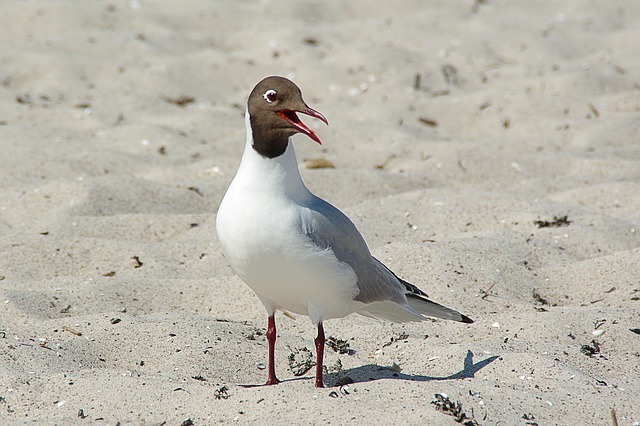 交通機関の名前にもなった東京都の鳥「ゆりかもめ」とはどんな鳥？夏と冬ではまるで別の鳥