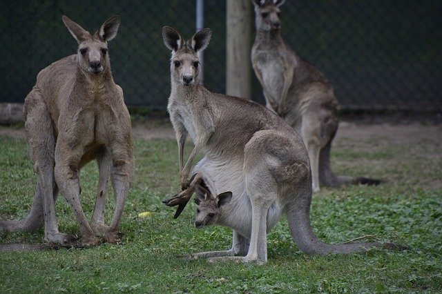 カンガルーは全身筋肉の塊。その理由は･･･まさかのモテるため！？