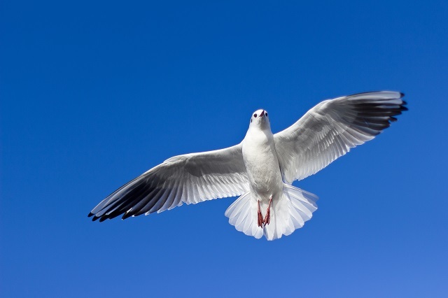 なぜ鳩は平和の象徴なのか？そして咥えている植物はなに？