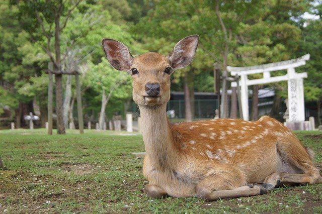 観光名所揃い、奈良公園の紅葉スポット&見どころを解説！帰りは鹿との記念写真を。