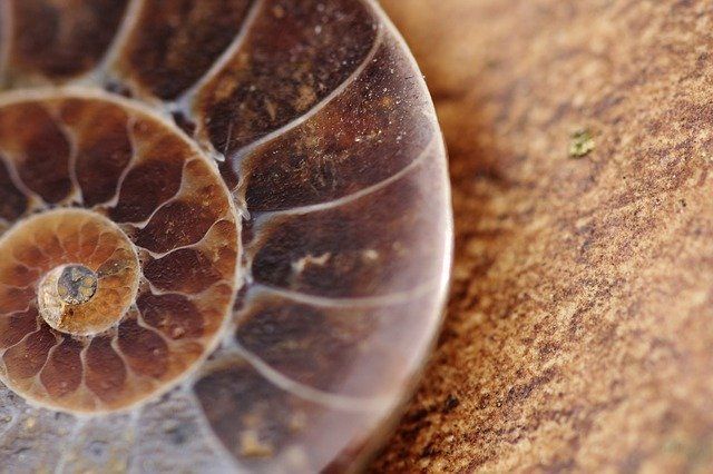 「生きた化石」と聞いて思い浮かぶ生物は?実は全然珍しくないアイツも生きた化石だった!!