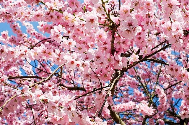 春に咲くのは桜やチューリップだけじゃない!美しく咲く春の花をご紹介