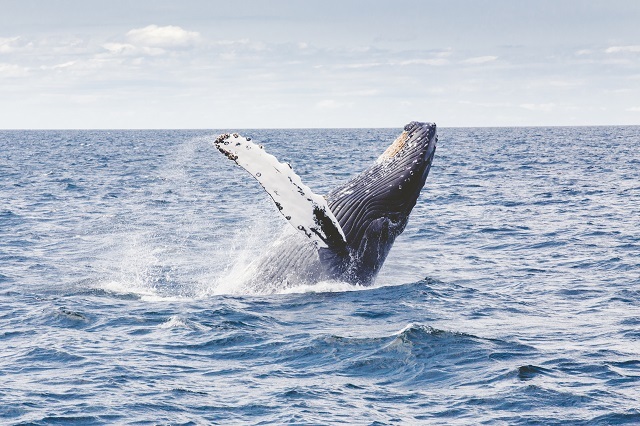 世界最大の生物はゾウでもシロナガスクジラでもなかった!では何が世界一なのか?