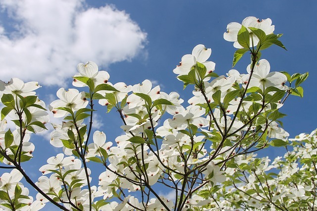 「ハナミズキ」とはどんな花？あの名曲にリンクするような花言葉も！