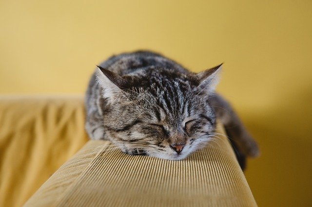 【ペット飼い主向け】クラウドファンディングの仕組み・注意点・種類や歴史を解説！犬猫プロジェクト一覧