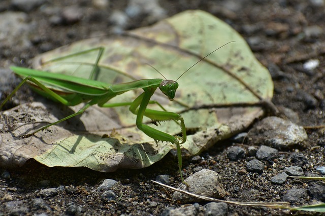 カマキリに宿る「ハリガネムシ」は、カマキリを死に導く恐怖の寄生虫！？