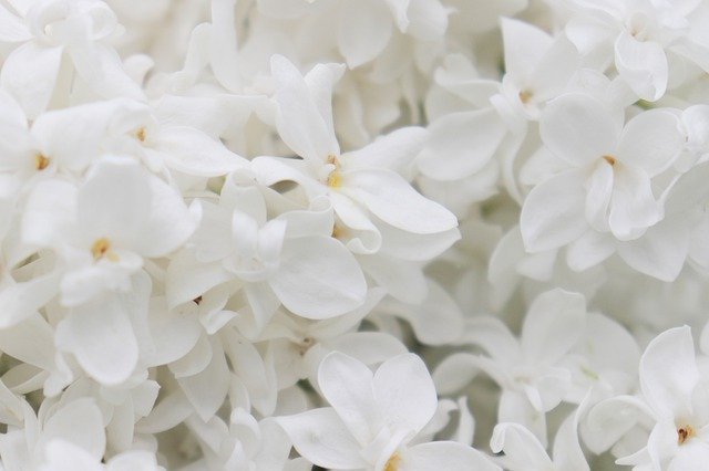 「ライラック」とはどんな花？その花言葉は？幸せになれると伝わるハッピーライラックとは一体何？？