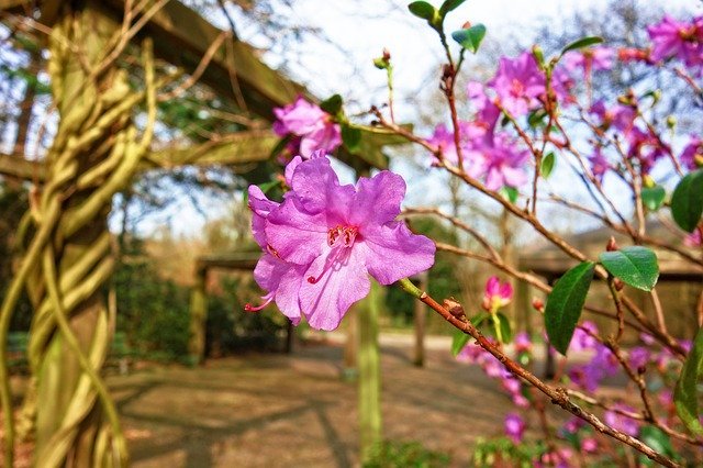 アザレアとはどんな花？その花言葉は浪費家や大酒飲みに贈りたくなるものなのです！！