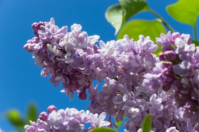 「ライラック」とはどんな花？その花言葉は？幸せになれると伝わるハッピーライラックとは一体何？？