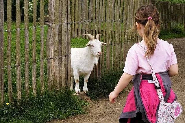 ヤギをペットとして飼いたい！飼い方や性格、値段、寿命などまとめてご紹介！