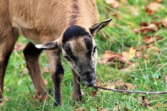 ヤギをペットとして飼いたい！飼い方や性格、値段、寿命などまとめてご紹介！