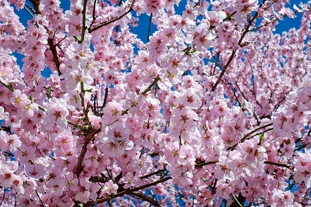 夜桜の名所「日本三大夜桜」と、古くからの桜の名所「日本三大桜の名所」をご紹介