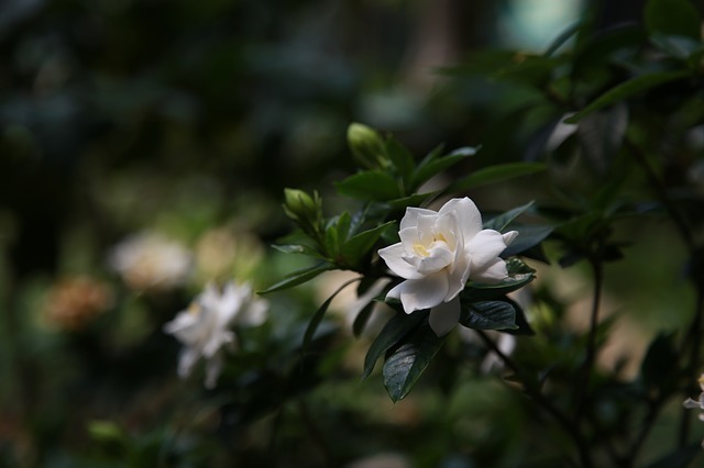 「クチナシ」の花言葉は?不思議なその名前の由来も解説