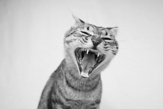 「ペット虐待物件」の闇… 多頭飼育崩壊の現場で見たものとは? 「暗黒物件」シリーズ