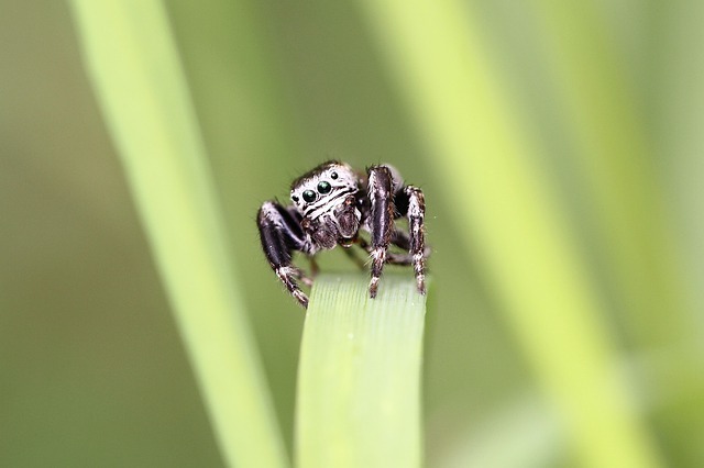 クモなのに・・・もしかしてかわいい！？「ハエトリグモ」の魅力をご紹介！