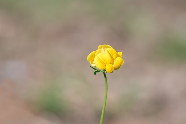 スイートピーの花言葉は?パステルカラーがカワイイ春の花