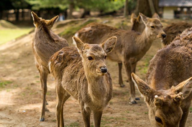 観光名所揃い、奈良公園の紅葉スポット&見どころを解説！帰りは鹿との記念写真を。