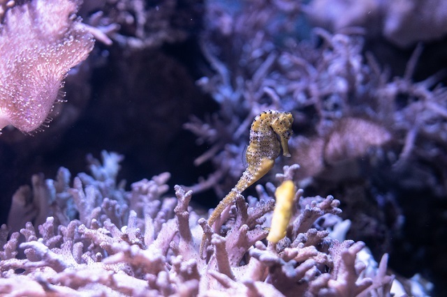 「タツノオトシゴ」はオスが出産するって本当？不思議な魚の生態をご紹介！！