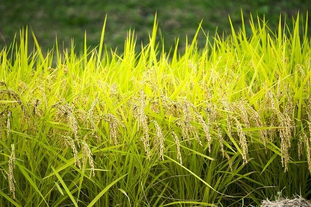 旧暦で1月を意味する「睦月（むつき）」、その由来は家族団らんの様子から？