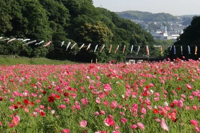 三浦半島最大級の花畑！絶景が楽しめる「ポピー・ネモフィラまつり」