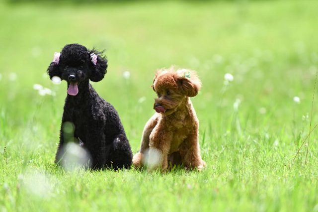 愛犬との旅ならここ！広島・温井ダムのほとりでグランピングステイ