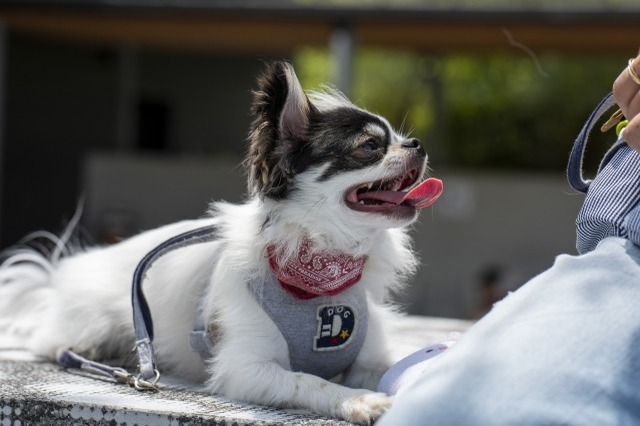 栃木県で愛犬とおでかけ！気軽に立ち寄れるカフェやペットと泊まれる宿を愛犬家目線でピックアップ