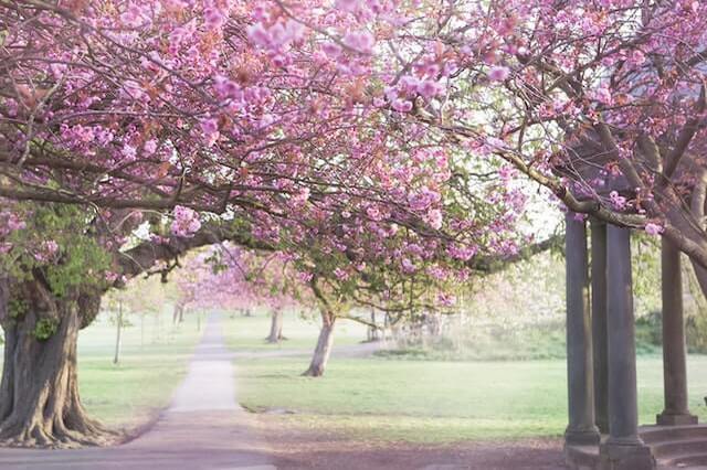 【全国】桜がきれいなキャンプ場特集。この時期ならではのお花見キャンプは格別！