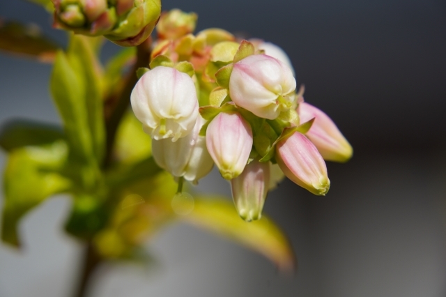 美味しい「ブルーベリー」の花言葉とは?実はポジティブな言葉が付いているんです!!