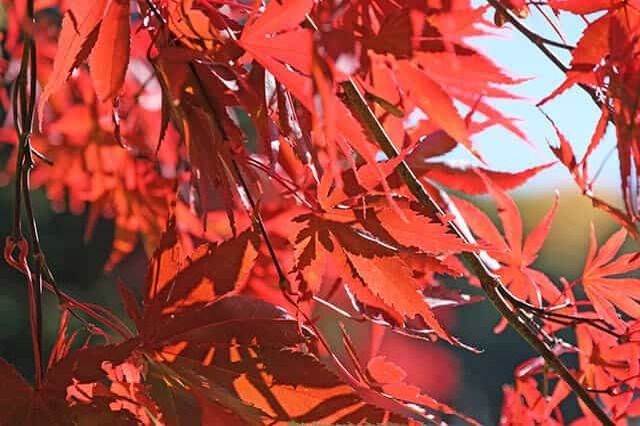 市民の憩いの場「安田侃彫刻美術館 アルテピアッツァ美唄」で紅葉を鑑賞！