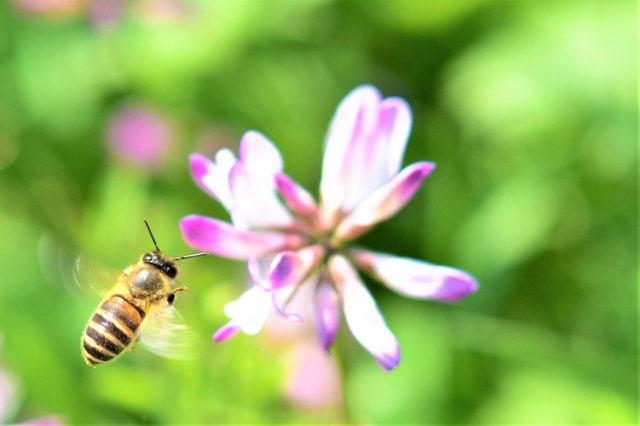 レンゲソウの花言葉は?その由来は姿かたちや効能にあるとも