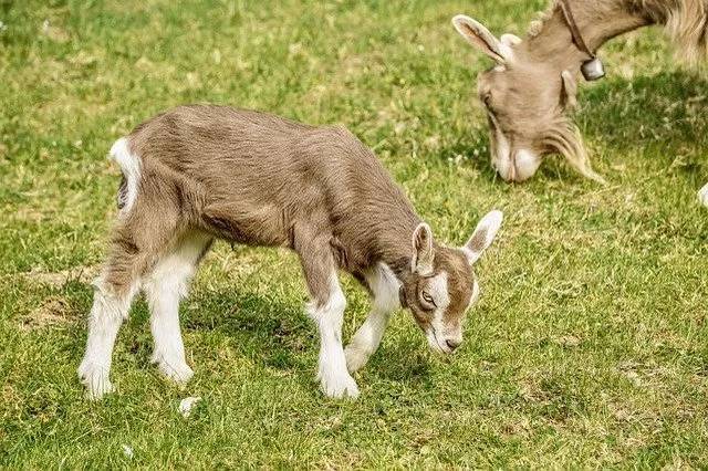 ヤギをペットとして飼いたい！飼い方や性格、値段、寿命などまとめてご紹介！