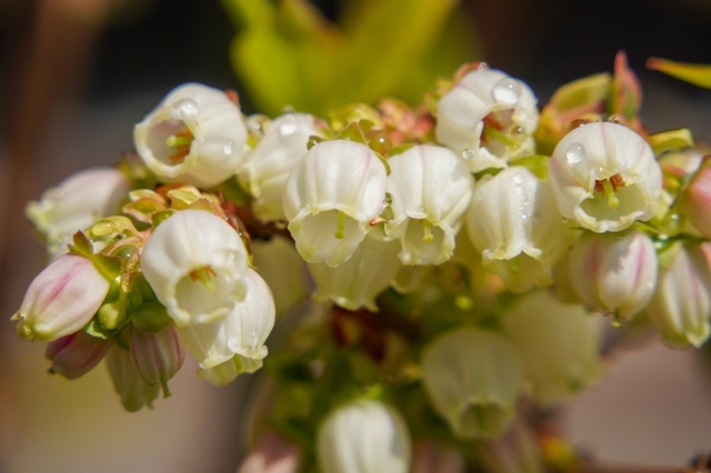 美味しい「ブルーベリー」の花言葉とは?実はポジティブな言葉が付いているんです!!