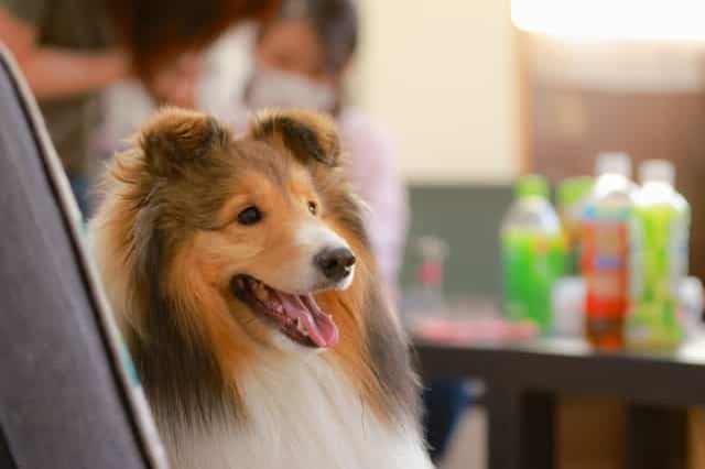 山形県で愛犬とおでかけ！気軽に立ち寄れるカフェやペットと泊まれる宿を愛犬家目線でピックアップ