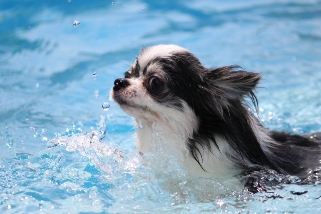 埼玉県で愛犬とおでかけ！気軽に立ち寄れるカフェやペットと泊まれる宿を愛犬家目線でピックアップ