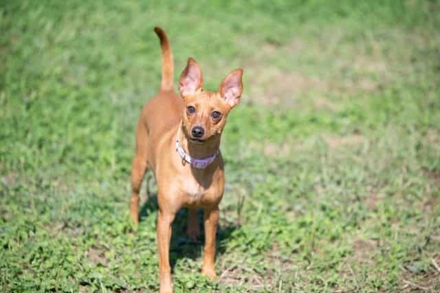 宮城県で愛犬とおでかけ！気軽に立ち寄れるカフェやペットと泊まれる宿を愛犬家目線でピックアップ