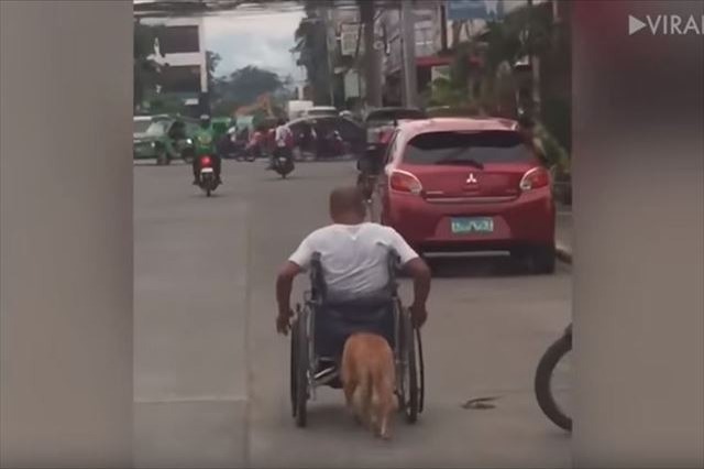 半身不随になった飼い主の車椅子を押す愛犬、その深い絆にほっこり