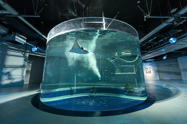 アートとアクアリウムが融合！次世代水族館「アトア」が神戸に誕生