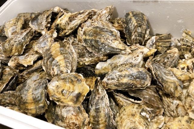 牡蠣の美味しい時期はいつ?食べてはいけない時期があるって本当?