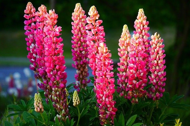 ルピナスの花言葉は?オオカミのように逞しく生きる土壌の破壊王を紹介
