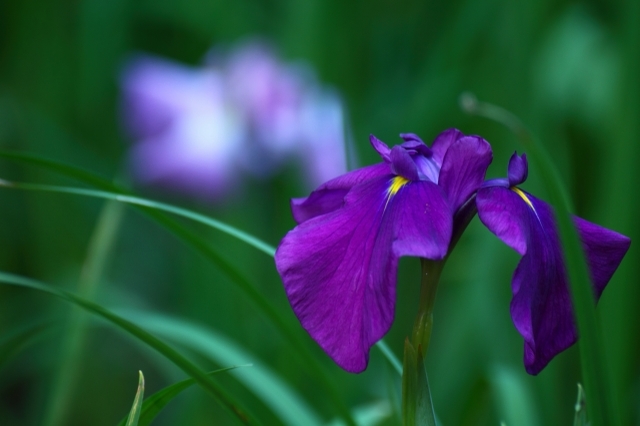 どちらも「菖蒲」と書く花「アヤメ」と「ショウブ」の花言葉は？漢字は同じでも別の花！