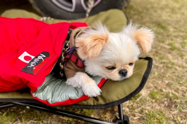 愛犬とキャンプに行く人はマストバイ｜極上の寝心地が得られる犬用スリーピングバッグ