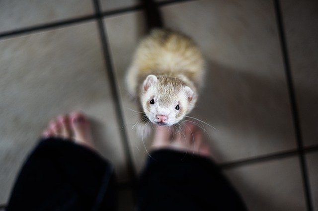 イタチをペットに！フェレットなどの飼いやすい種類や飼い方のポイントをご紹介！